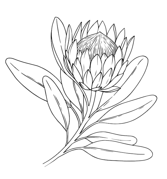 Ilustración vectorial de la flor de protea en un libro de colorear de estilo boceto