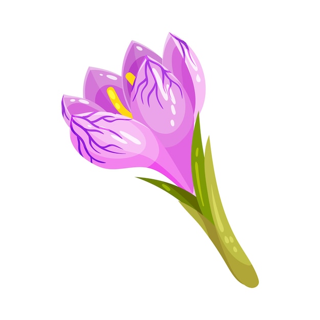 Ilustración vectorial de la flor púrpura de crocus sativus o azafrán en el tallo verde
