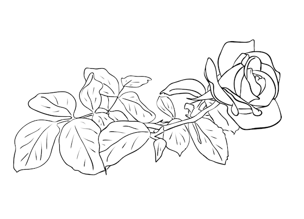 Ilustración vectorial, flor rosa aislada con hojas en colores blanco y negro, dibujo de contorno pintado a mano