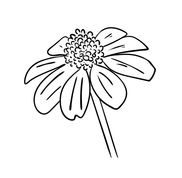 Ilustración vectorial, flor de rudbeckia perenne aislada en colores blanco y negro, contorno dibujo original pintado a mano