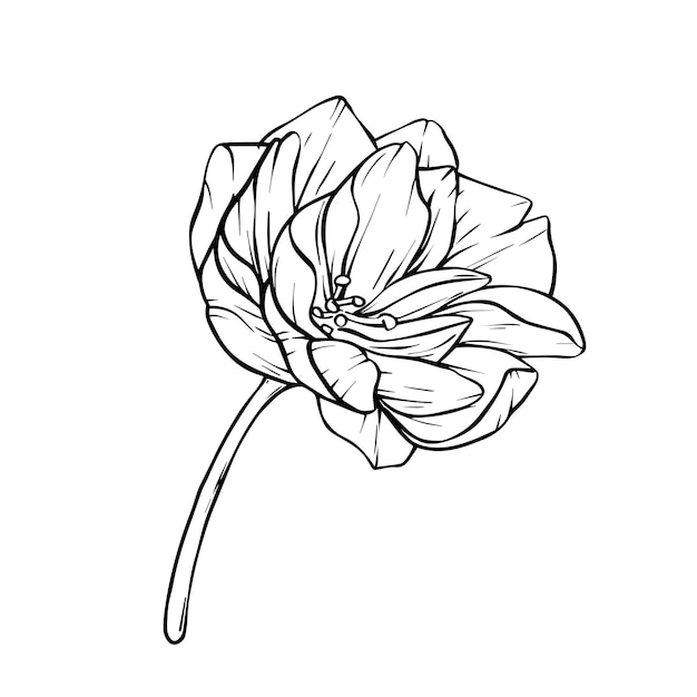 Ilustración vectorial de la flor de Sakura Línea negra dibujada a mano Buds de flores y pétalos de flores de cerezo Ilustración botánica de flores de Sakura japonesas en boceto aislado Ilustración artística de contorno