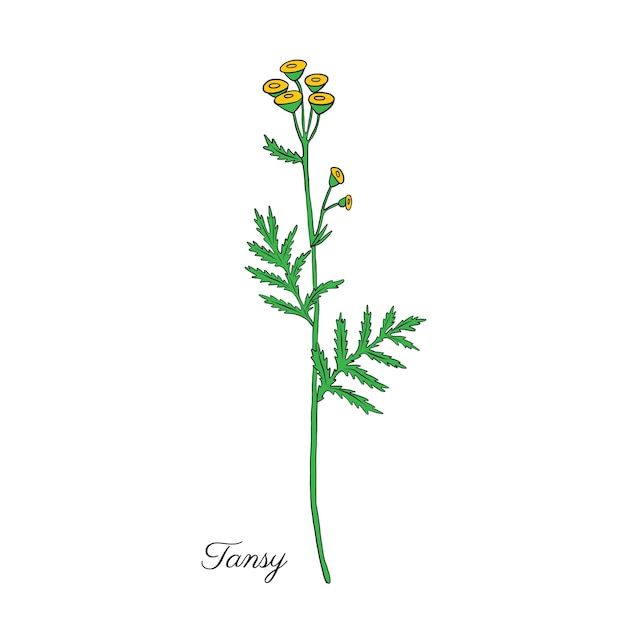 Ilustración vectorial de la flor Tansy o Tanacetum vulgare aislada en un fondo blanco boceto de tinta de colores
