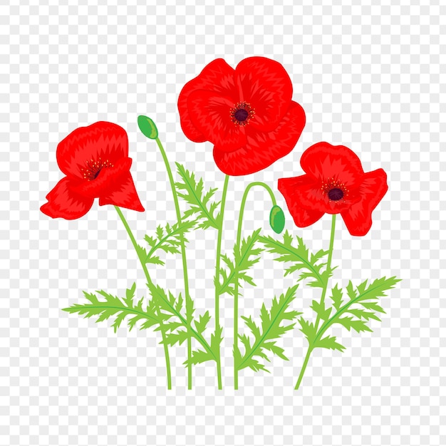 Ilustración vectorial de flores de amapola roja con hojas en un fondo transparente