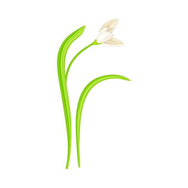 Ilustración vectorial de flores caídas de nieve en el tallo con hojas lineales