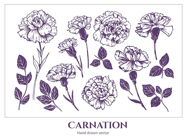 Ilustración vectorial de las flores de claveles dibujado a mano