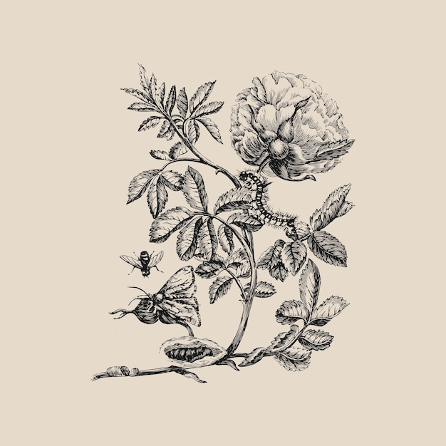 Ilustración vectorial de flores e insectos de época dibujos decorativos de herbolarios ornamentales conjunto 3
