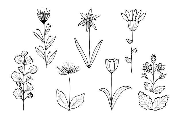 Ilustración vectorial de flores y ramas dibujadas a mano