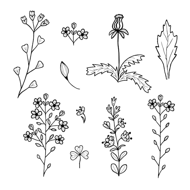 Ilustración vectorial de flores y ramas dibujadas a mano