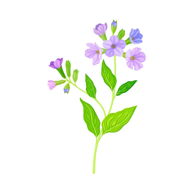 Vector ilustración vectorial de las flores violetas de la planta con flores de lungwort o pulmonaria
