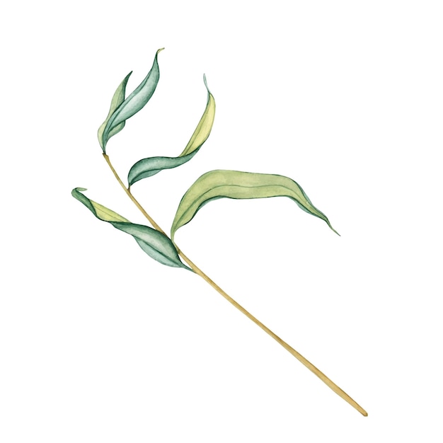 Ilustración vectorial de follaje fresco árbol de sauce llorón ramas de árboles simples con hojas verdes aisladas