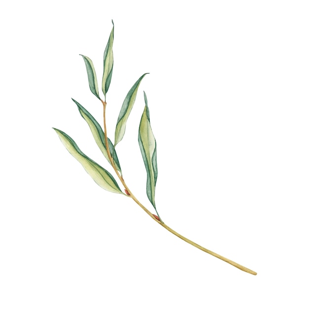 Vector ilustración vectorial de follaje fresco árbol de sauce llorón ramas simples de árboles con hojas verdes aisladas en blanco arte de clip botánico dibujado a mano