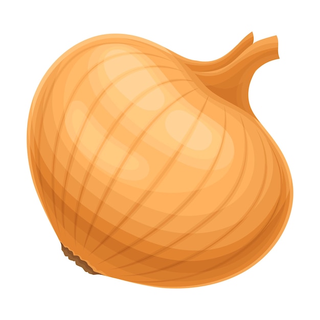 Ilustración vectorial de fondo blanco de un bulbo de cebolla entero sin pelar aislado