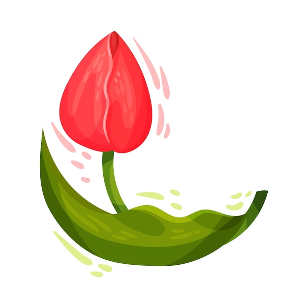 Vector ilustración vectorial de fondo blanco de flor de tulipán roja en tallo doblado con hoja verde aislada