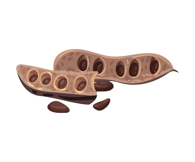 Ilustración vectorial de fondo blanco de la vaina de algarrobo con semillas aisladas en el interior