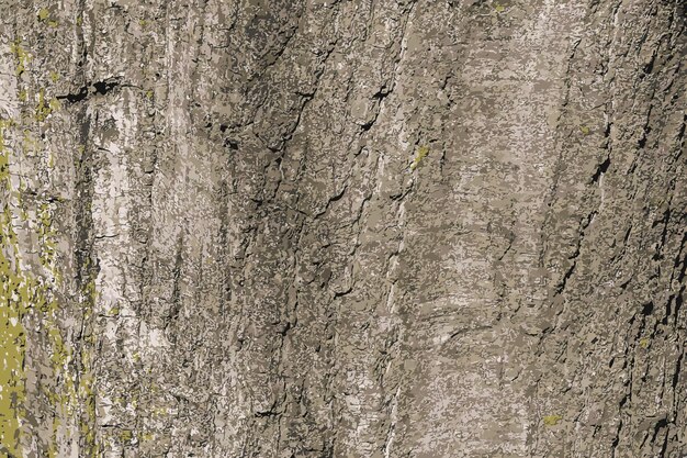 Ilustración vectorial del fondo de la corteza de Quercus coccinea Textura de la cortezas de roble