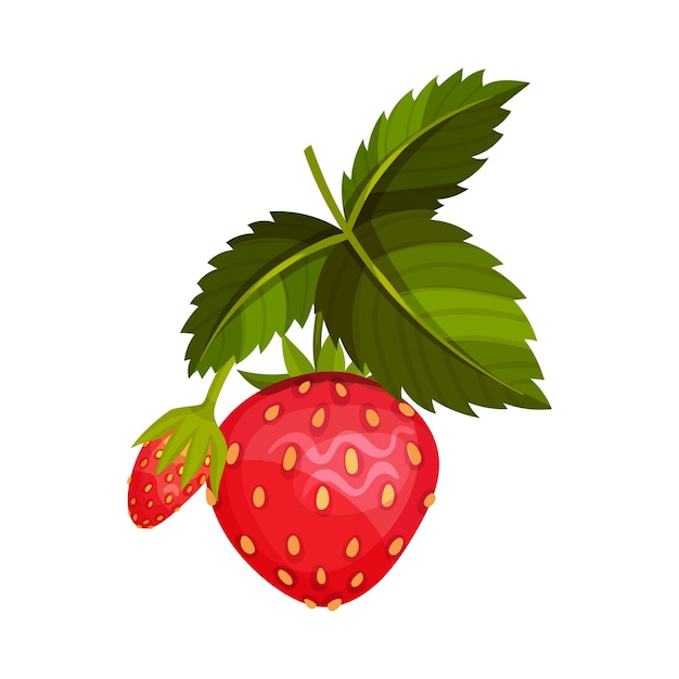Ilustración vectorial de fresa roja madura con hojas para comer frescas