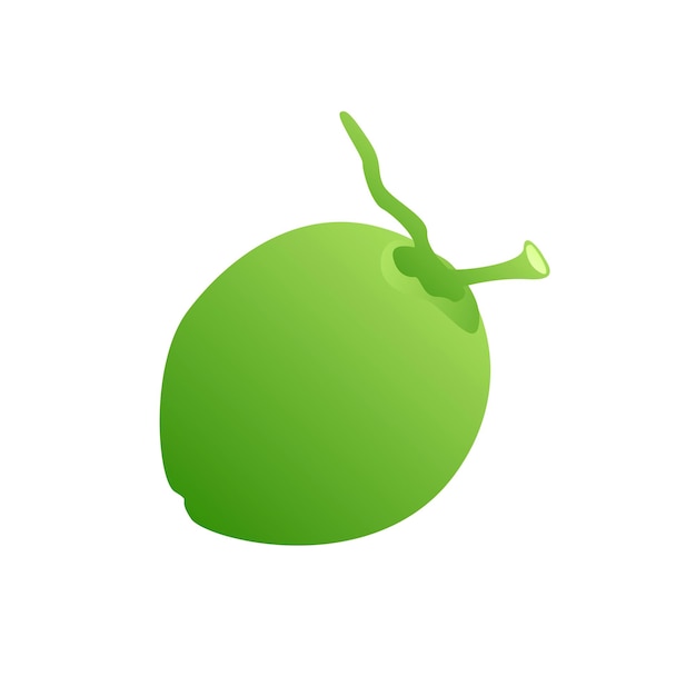 Ilustración vectorial de la fruta del coco y los elementos del coco