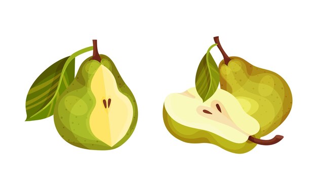 Ilustración vectorial de la fruta ecológica madura de pera verde fresca entera y cortada a la mitad