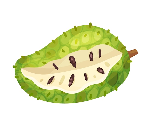 Ilustración vectorial de la fruta de guanabana o guanábana que muestra carne blanca cremosa y semillas negras