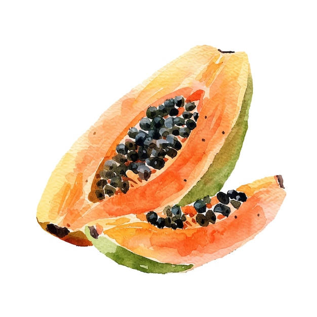 Ilustración vectorial de la fruta de la papaya en estilo acuarela