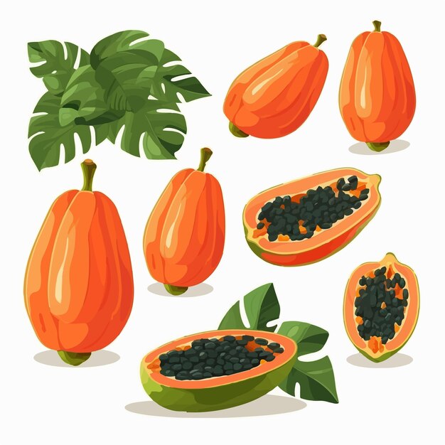 Vector ilustración vectorial de una fruta de papaya con flores y hojas sobre un fondo blanco