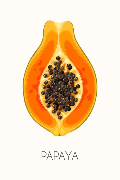 Ilustración vectorial de fruta de papaya muy detallada