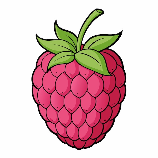 Ilustración vectorial de frutas de frambuesa dibujada a mano