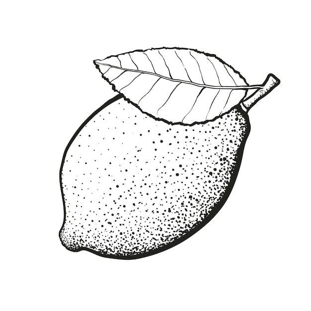 Ilustración vectorial frutas de limón con hoja boceto dibujado a mano comida cítrica vegetariana saludable