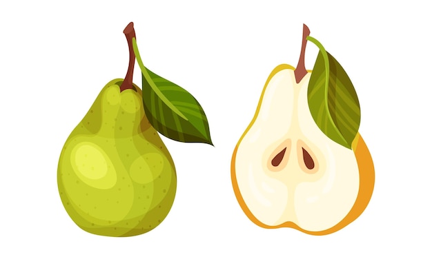 Ilustración vectorial de frutas orgánicas de peras maduras frescas enteras y cortadas por la mitad