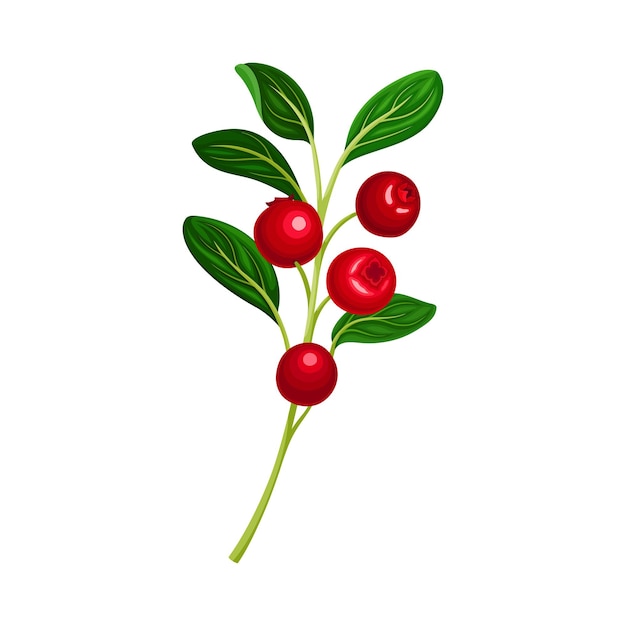 Vector ilustración vectorial de frutas rojas comestibles con hojas ovaladas