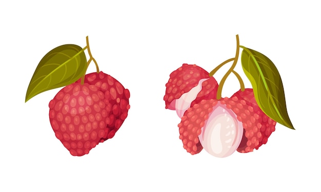 Ilustración vectorial de frutas tropicales frescas enteras y descascaradas