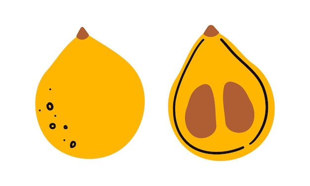 Ilustración vectorial de frutos maduros de loquat enteros y divididos en dos aislados sobre un fondo blanco