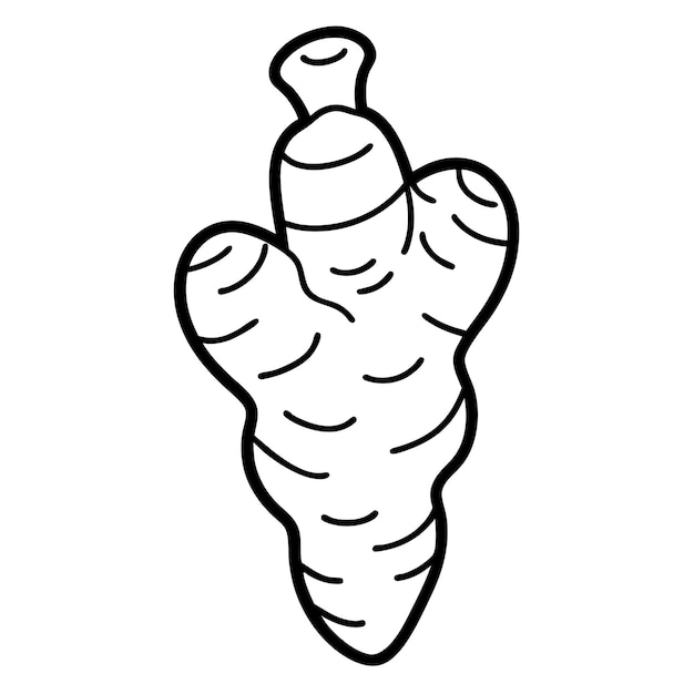 Ilustración vectorial de galangal dibujo de línea de galangal