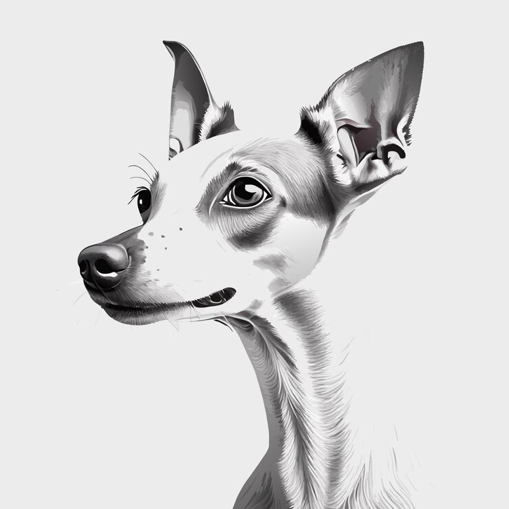 Vector ilustración vectorial de un galgo italiano muy lindo y feliz en extreme crisp line art