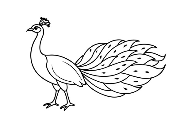 Ilustración vectorial de gallo Diseño de pájaros de granja con plumas Contorno minimalista rústico elegante