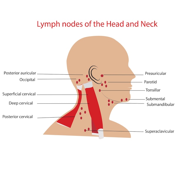 Ilustración vectorial de los ganglios linfáticos del cuello y la cabeza