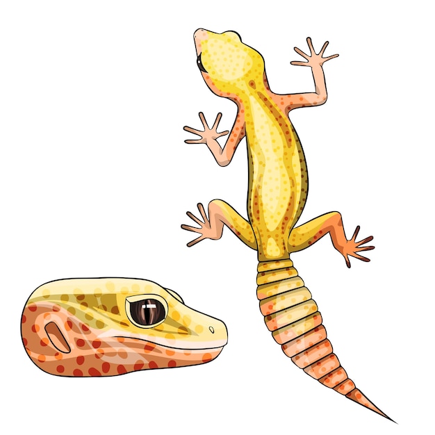 Ilustración vectorial de un gecko leopardo eublepharis Rainwater Albino
