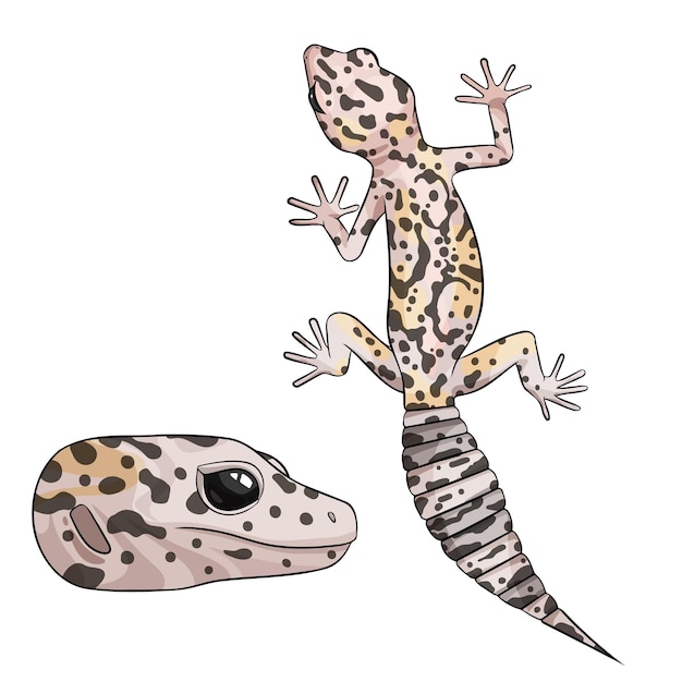 Ilustración vectorial de un geco leopardo eublepharis Mack nieve