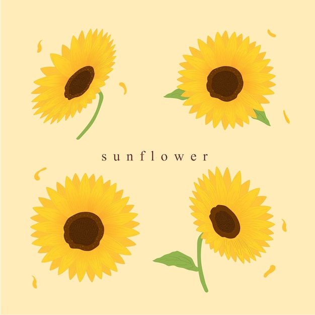 Ilustración vectorial de girasol Ramo de flores Girasoles Fondo aislado pintado a mano