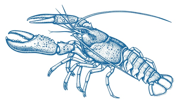 Ilustración vectorial de grabado de animales marinos de langosta dibujo a tinta de langosta