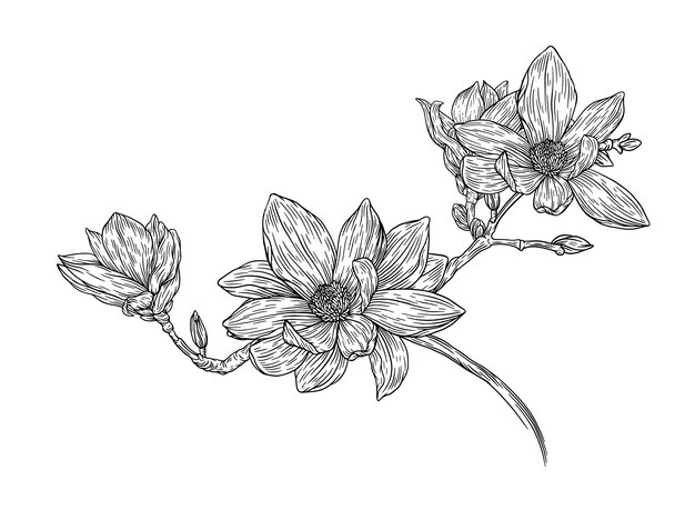 Ilustración vectorial de grabado Botánica floral Colección Magnolia Dibujos de flores sobre fondo blanco