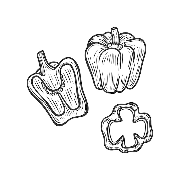 Ilustración vectorial de grabado de pimienta vegetal aislada en fondo blanco