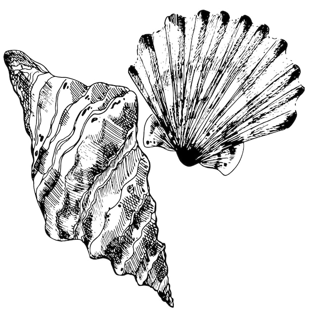 Ilustración vectorial gráfica de las conchas marinas