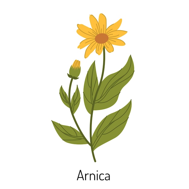 Ilustración vectorial de la hierba árnica una flor con brotes de hojas y ramas la familia del girasol amarillo es un elemento botánico de la aromaterapia médica