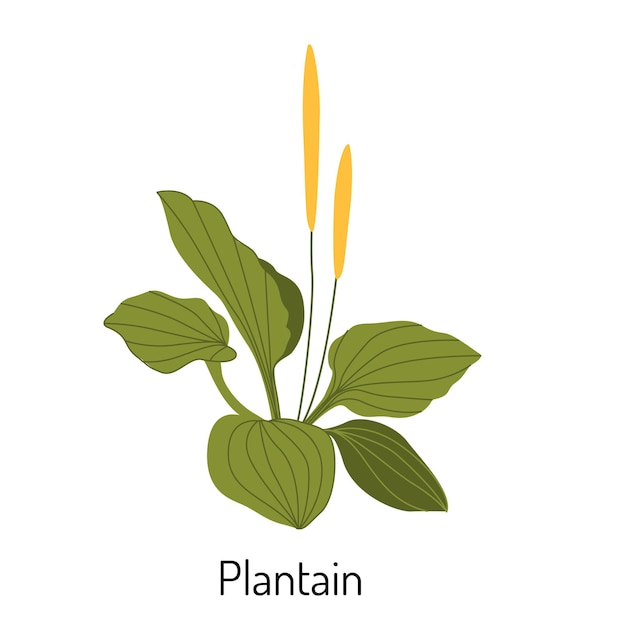 Ilustración vectorial de hierba de plátano en un estilo plano aislado en un fondo blanco Hierbas medicinales y plantas medicinales