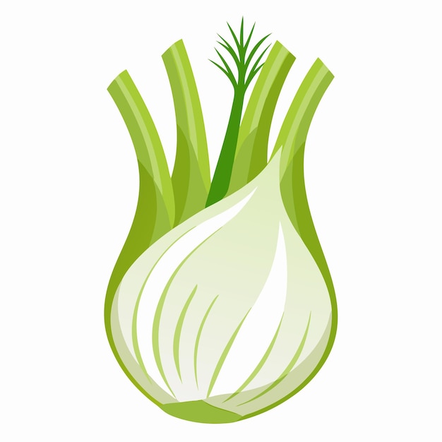 Ilustración vectorial de hinojo aislada en fondo blanco
