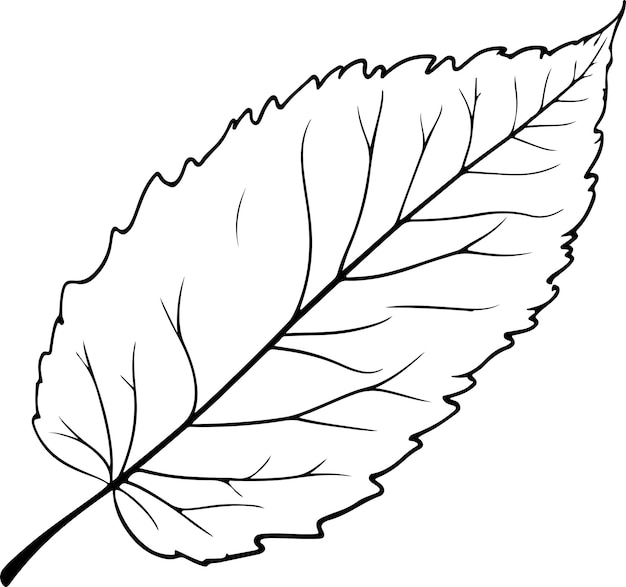 Ilustración vectorial de hoja de abedul silueta de color negro