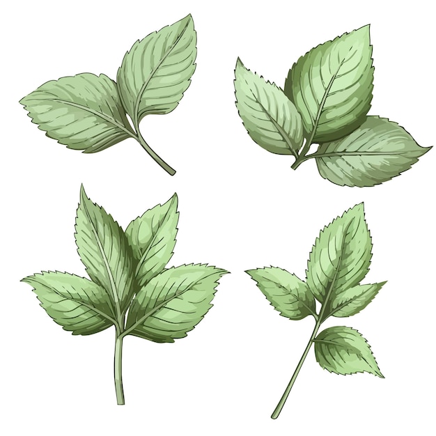 Ilustración vectorial de hoja de menta fresca Icono de hoja de menta