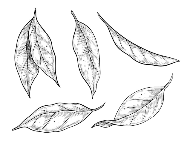 Ilustración vectorial de hojas de limón en estilo botánico vintage con dibujo lineal de eclosión de
