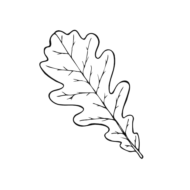 Ilustración vectorial de hojas de roble en estilo de arte de línea aislada sobre un fondo blanco